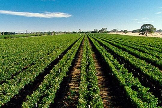 Adelaide Hills Wine Tour