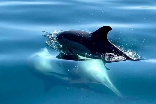 Boat Trip for Dolphin Watching along the Arrabida Coast and Sesimbra