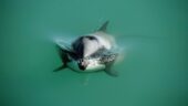 Intimate Dolphin experience