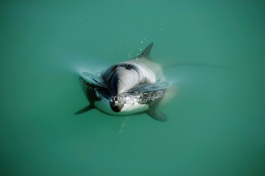 Swimming with Wild Dolphins in Akaroa