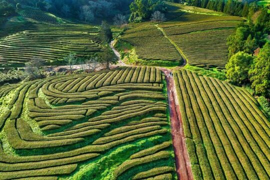 2 x Day Tour pack with lunch included (Furnas + Sete Cidades + Fogo + Nordeste)