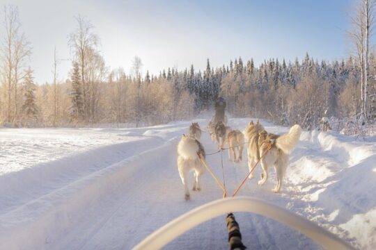 Snowy Trails 10km Husky Safari from Rovaniemi