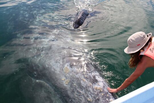 Gray Whale Watching Tour with Marine Biologist and Small Group