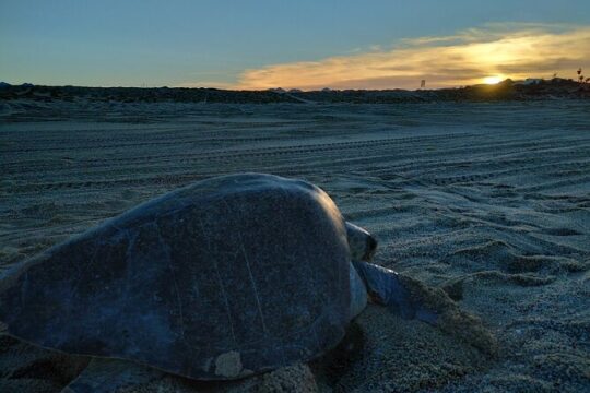 Turtle Night Patrol a Conservation Adventure in Los Cabos