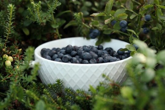 Rovaniemi: Mushrooms & Wild Berries Picking Tour