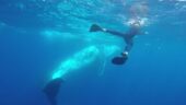 Stunning creatures of the ocean 