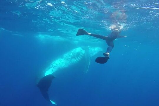 Humpback Whale Swim from Tongatapu island with transfers & lunch
