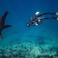 Swim with Dolphins