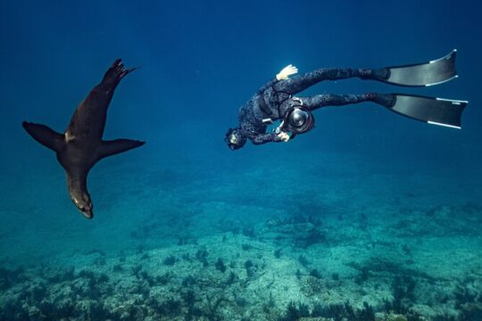 Ocean Seafari - Explore and Snorkel with Amazing Wildlife