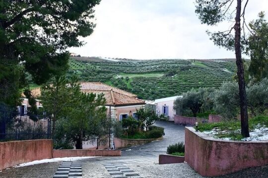 Semi- Private Olive Grove and Oilve Mill with Olive Oil Tastings