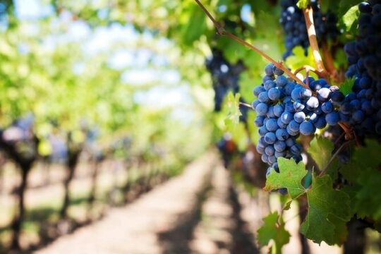 Private Alicante Guided Tour and Winery Visit
