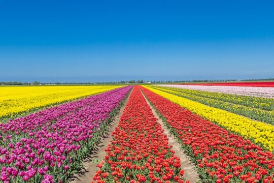 Day Trip to Famous Tulip Routes in Noordoostpolder from Amsterdam