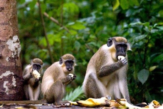 Half-Day Barbados Caves and Critters Tour with Pick Up