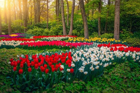Full Day Private Tour of Keukenhof Garden from Brussels