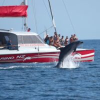 Dolphin & Whale Watching