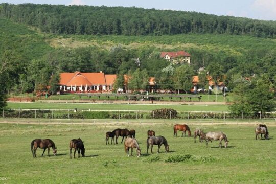 Horse show, lunch, carriage ride, Palace visit private near Bp
