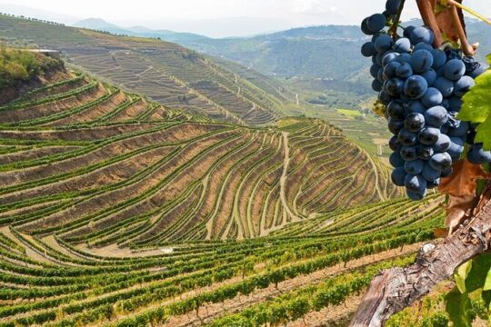 Full Day Private Douro Valley Tour
