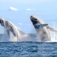 Dolphin & Whale Watching