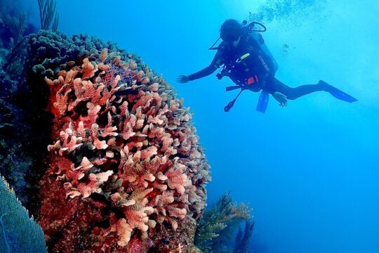 Reef Dive 2 Tanks Tulum