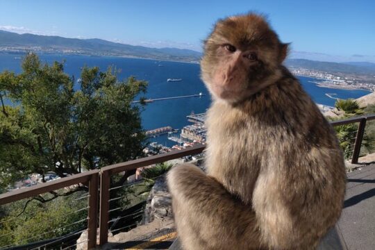 Gibraltar Sightseeing Tour with Monkeys and Panoramic views