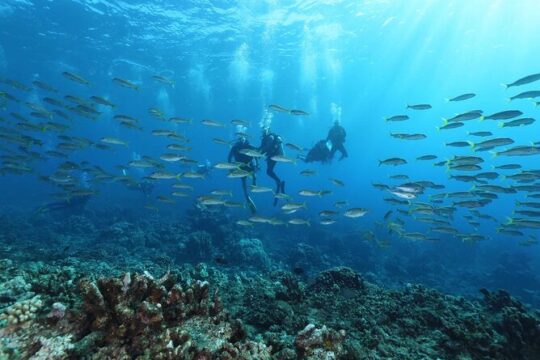 Padi Open Water Diver