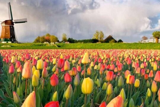 Private Tour to the Keukenhof