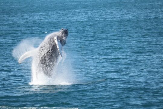 Whale Wonders Morning Expedition from Reykjavík