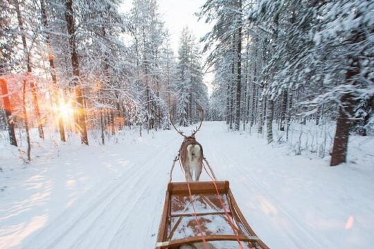 Forest Trail Reindeer Safari