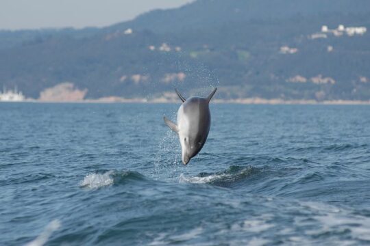 Become a dolphin protector! Lisbon Eco-dolphin watching
