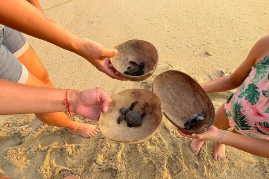 Private Baby Sea Turtle Release Huatulco HT