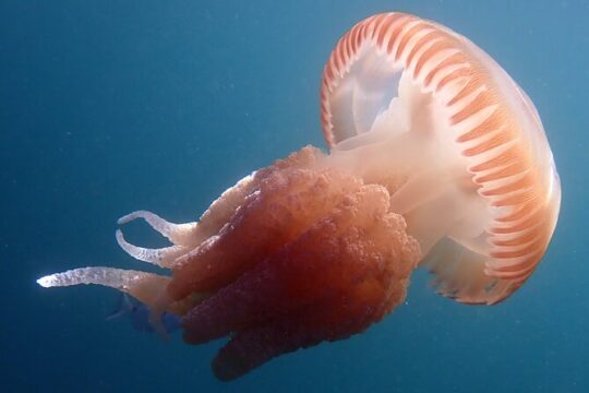 First experience diving in the sea