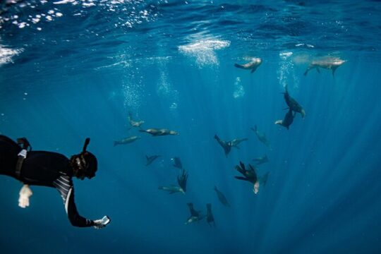 Coastal Seafari Swim in the Worlds Aquarium