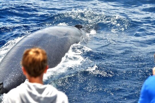 Dolphins and Whales, whale watching in Gran Canaria