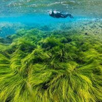 Snorkeling