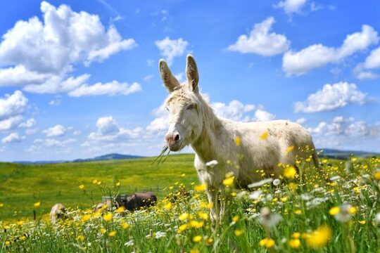 Private Tour to Aiderbichl Animal Welfare Centre from Salzburg