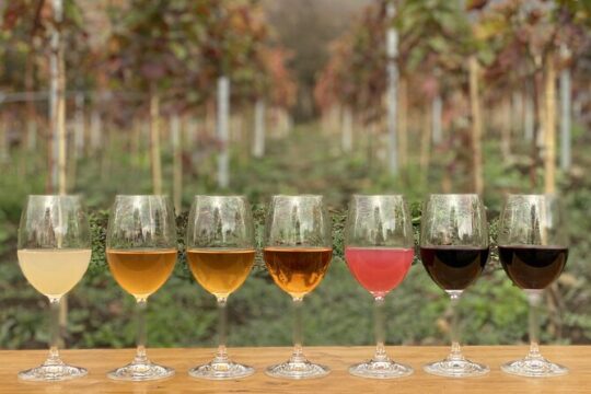 Full Day Private Wine & Beer Tour in Kakheti Region with lunch!