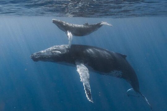 Ocean safari, snorkel with pelagic animals