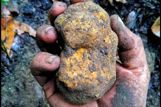 Guided Truffle Hunt in Torri in Sabina with Lunch