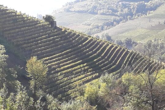 Private Winery and Vineyard Tour with Wine Tasting