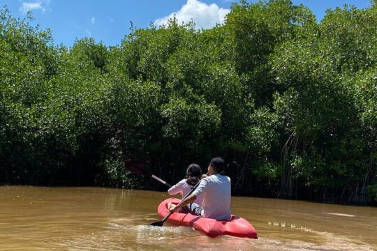 Sisal Mangrove and Beach Kayak Tour From Merida