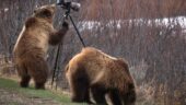 Fantastic Wildlife Viewing Experience 