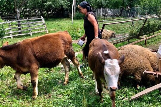 Original Carpathian Village Experience and Sinaia in one day tour