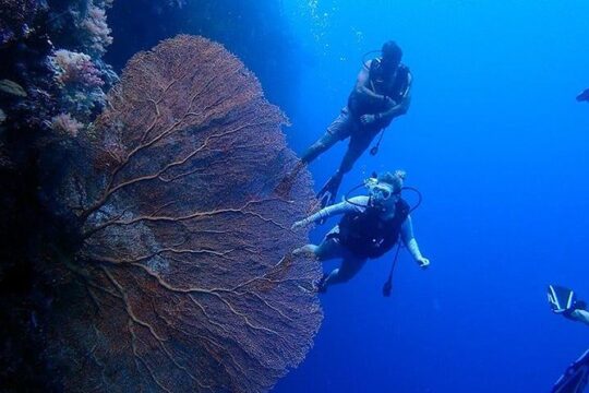 3 Day Dive Tour with Free Jellyfish Lake Tour