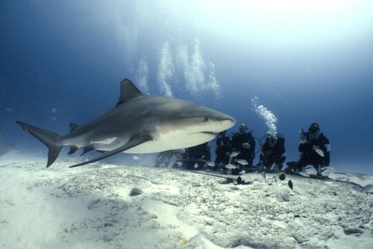 Bull Shark Dive in Playa del Carmen - 2-tanks / Only For Certified Divers