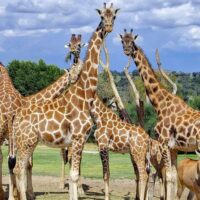 Safaris