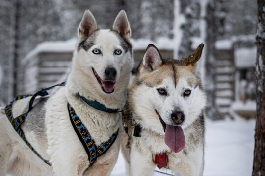 Rovaniemi Husky Ride with Kennel Visit
