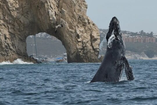 #1 Whale Watching Tour: 2 Hours at Arch & Lover’s Beach