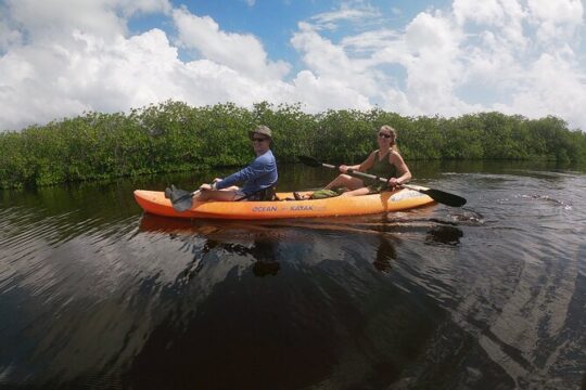 Kayaking in the Mangroves Experience