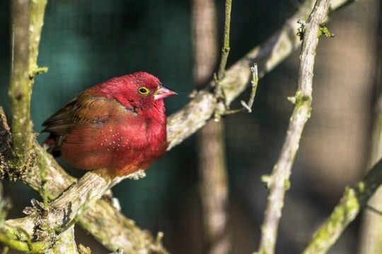 Dunedin and Otago Peninsula Scenery Wildlife Day Tour (Sharing)