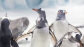 Great aquarium, beautiful facilities and quizzes for children